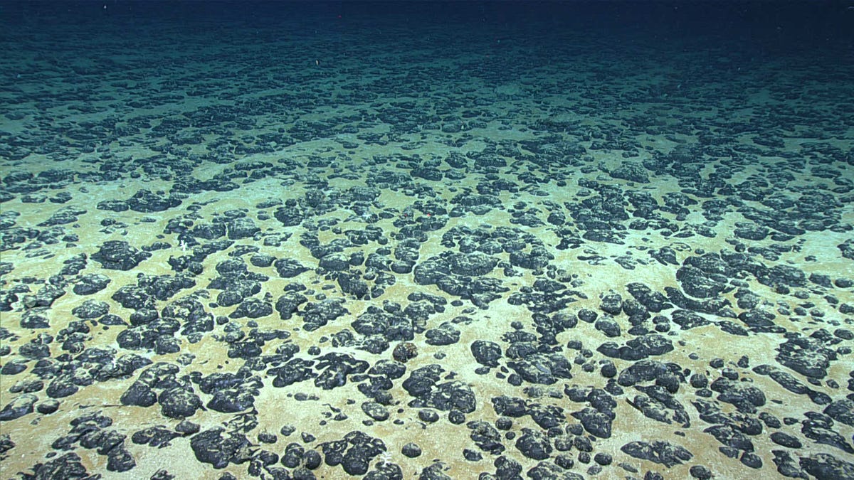 An underwater photograph of black potato-sized polymetallic nodules scattered on the seafloor