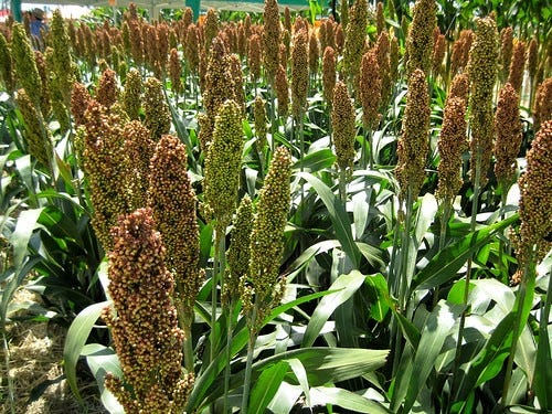 What is Sorghum, and How Is It Used?