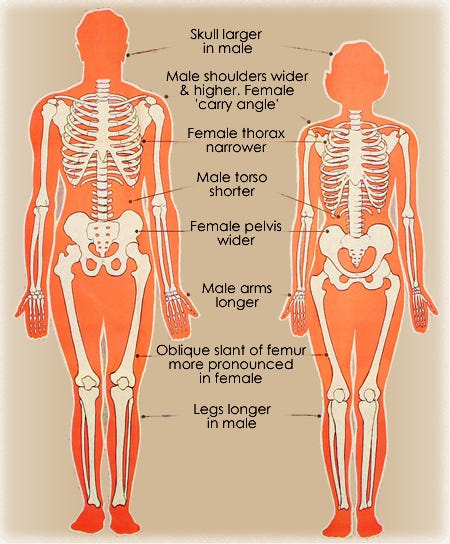 Differences between male and female skeletons, heads and muscles