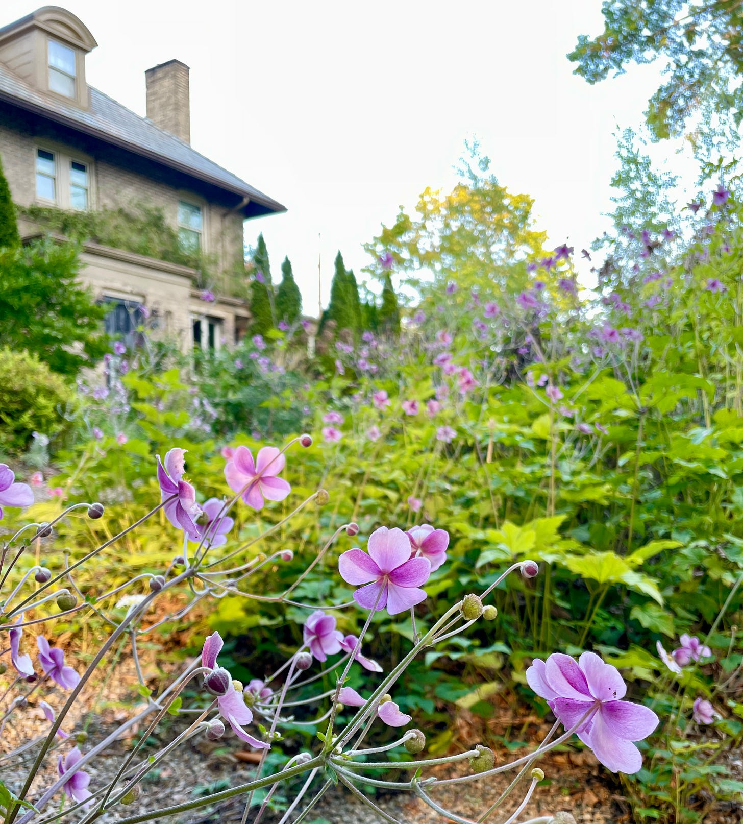 Pink Japanese Anemones greet visitors as they enter the Cottage Garden this month. 