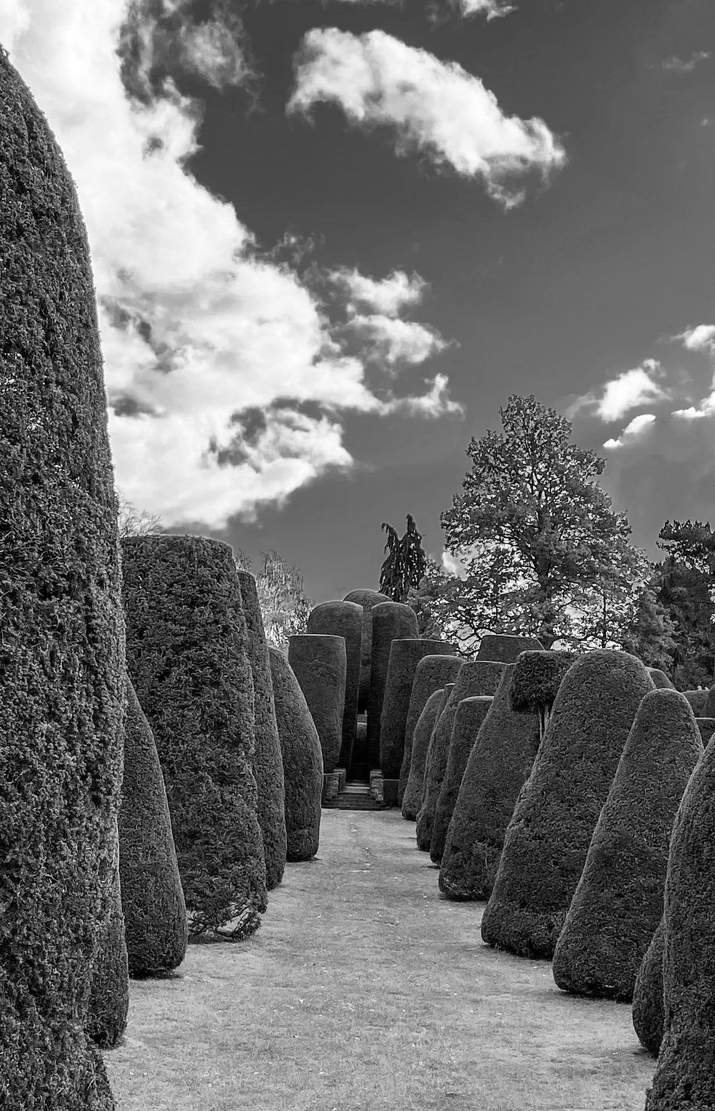 The Yew Garden at Packwood House in Warwickshire, with its tall topiary yew trees leading to the hidden mount.