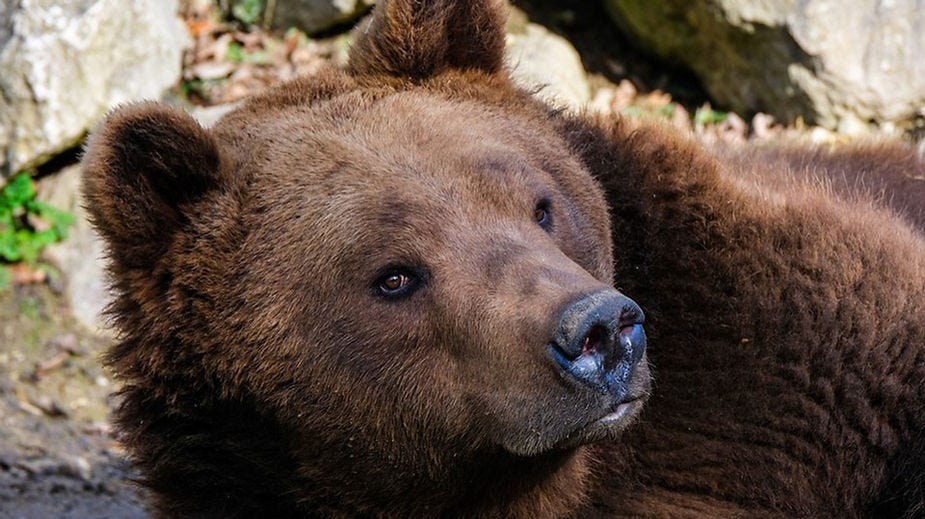A brown bear lying on the ground gazes towards the camera