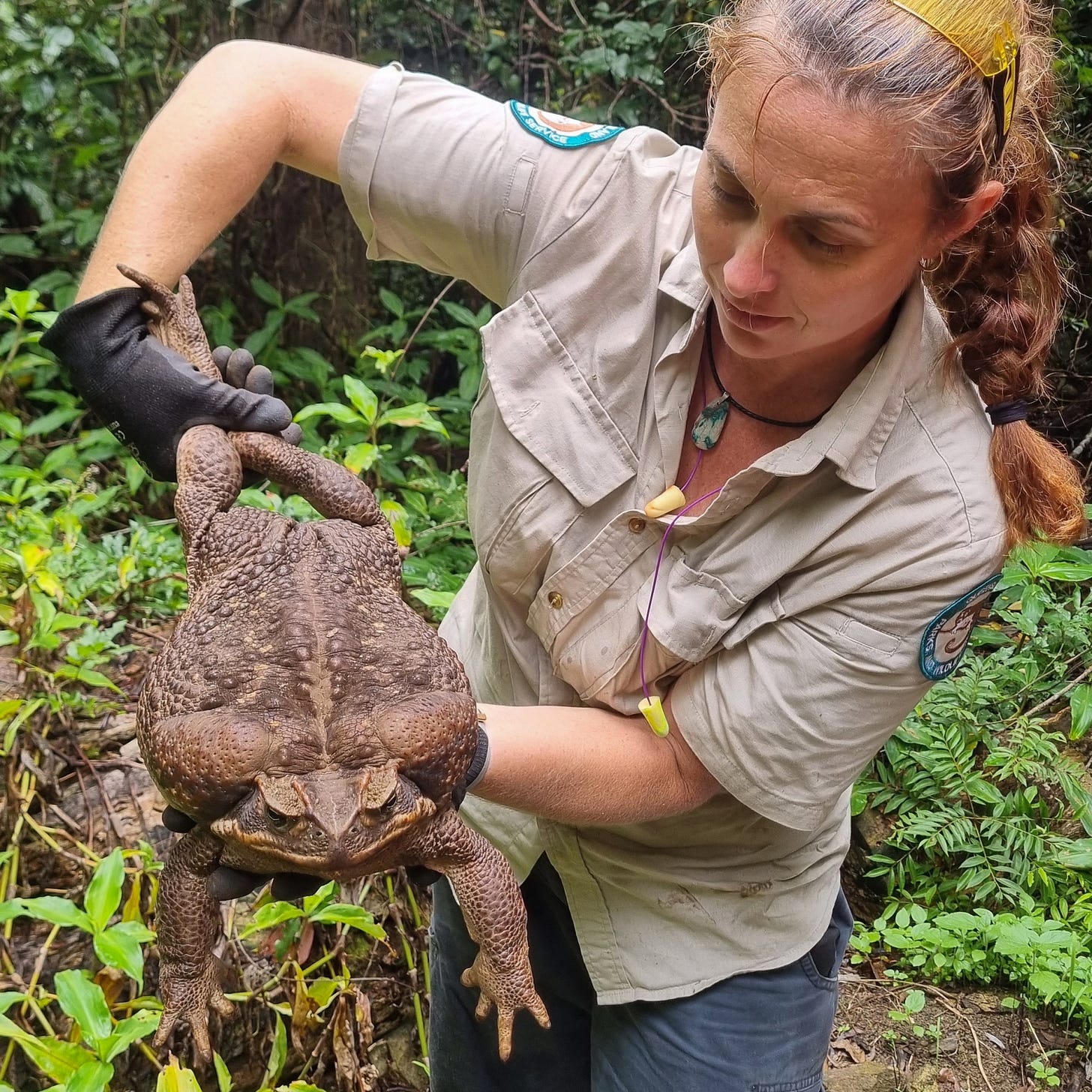 Giant cane toad discovered in Australia dubbed ‘Toadzilla’