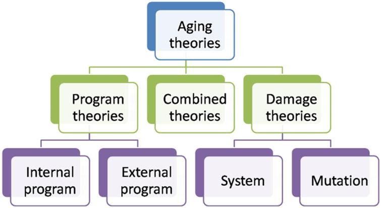 Theories of Aging | NMN