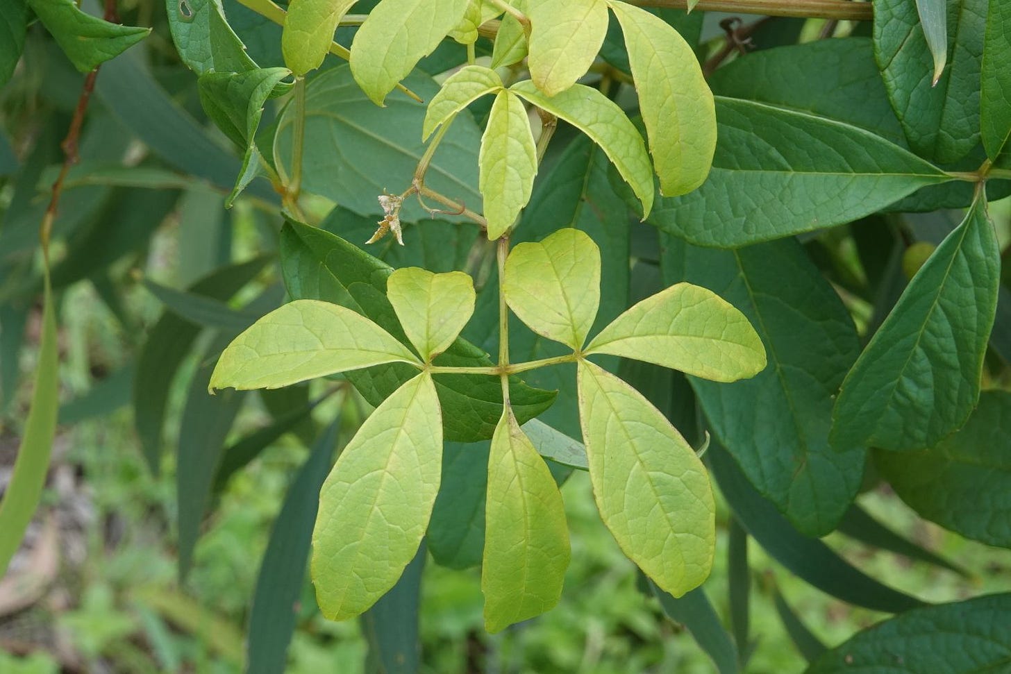 Ampelocissus acetosa [foliage - ATLAS].jpeg