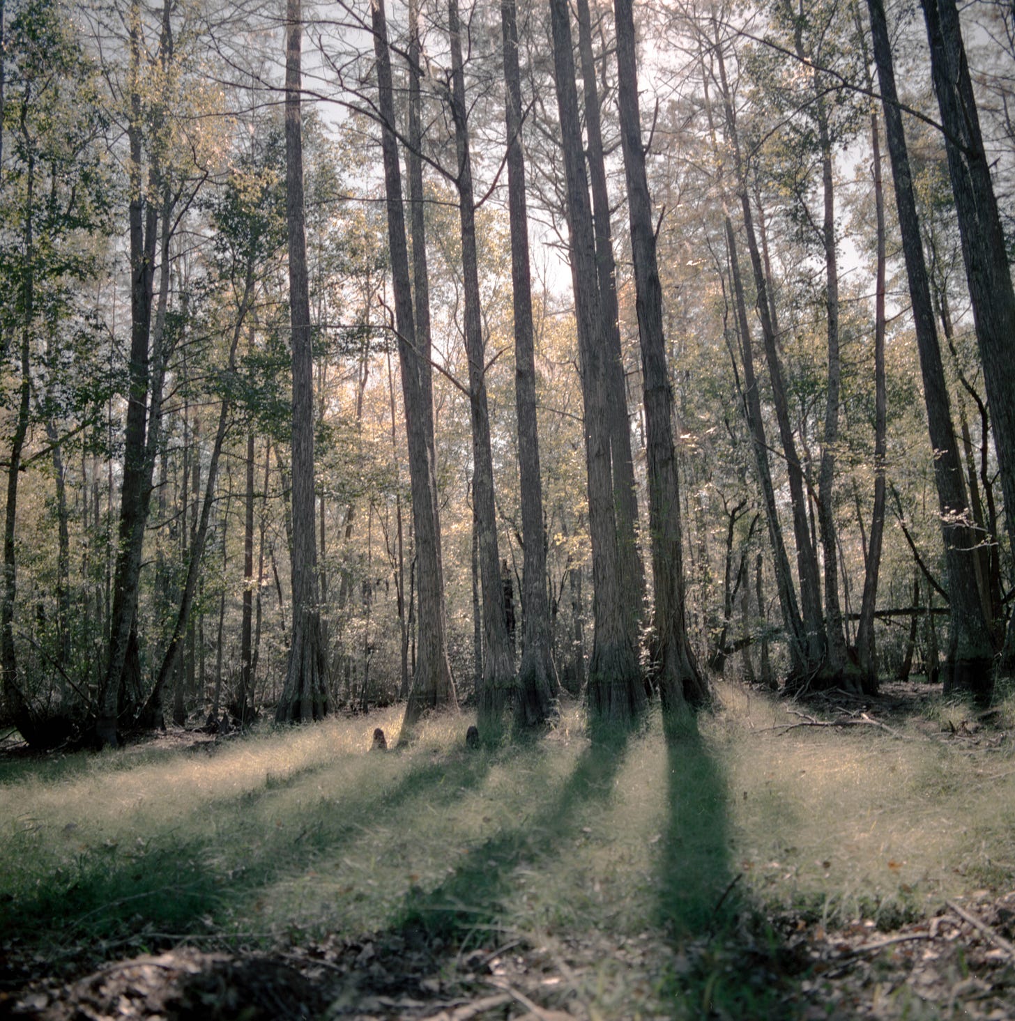 A photograph of trees and grass in winter light.