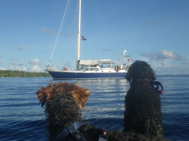 Dogs and boat