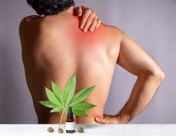 Cannabis and Low Back Pain - The Spine ...