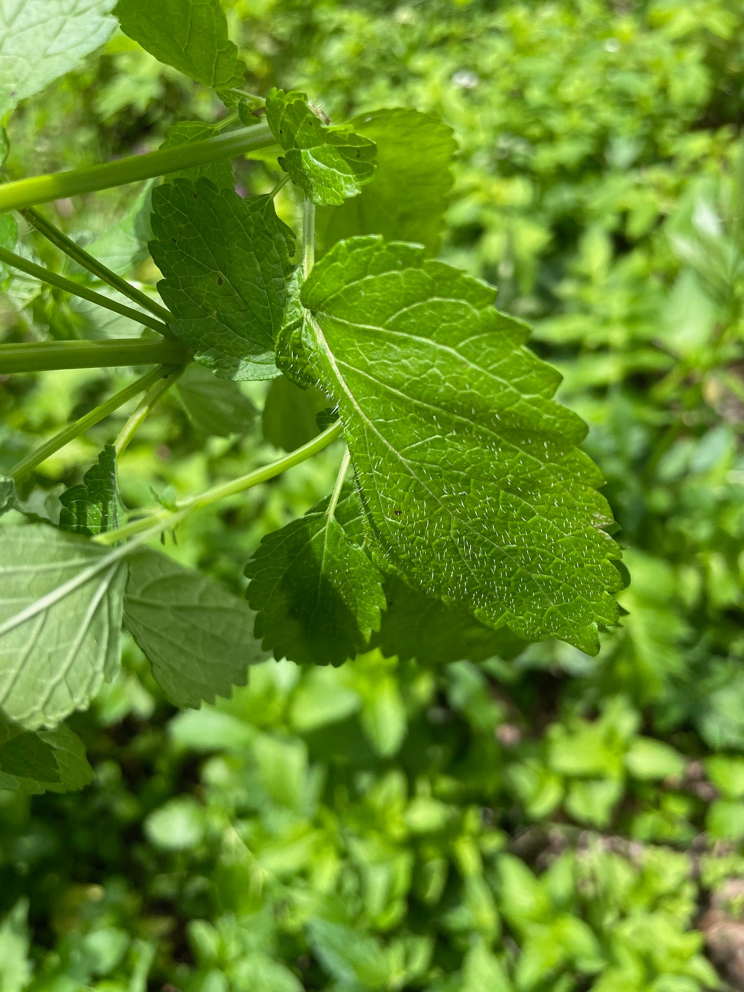 upper leaf view showing prominent, rough hairs.  To the left is a partial view showing the lighter green underside.