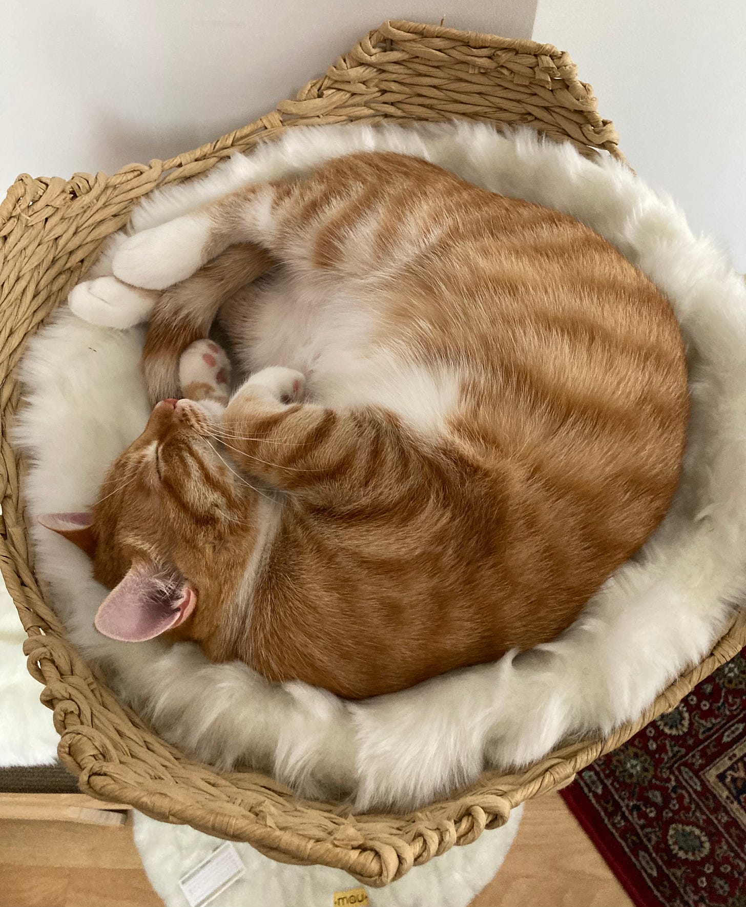 Orange and white cat curled up like a little croissant or shrimp on a bed of white fake fur.