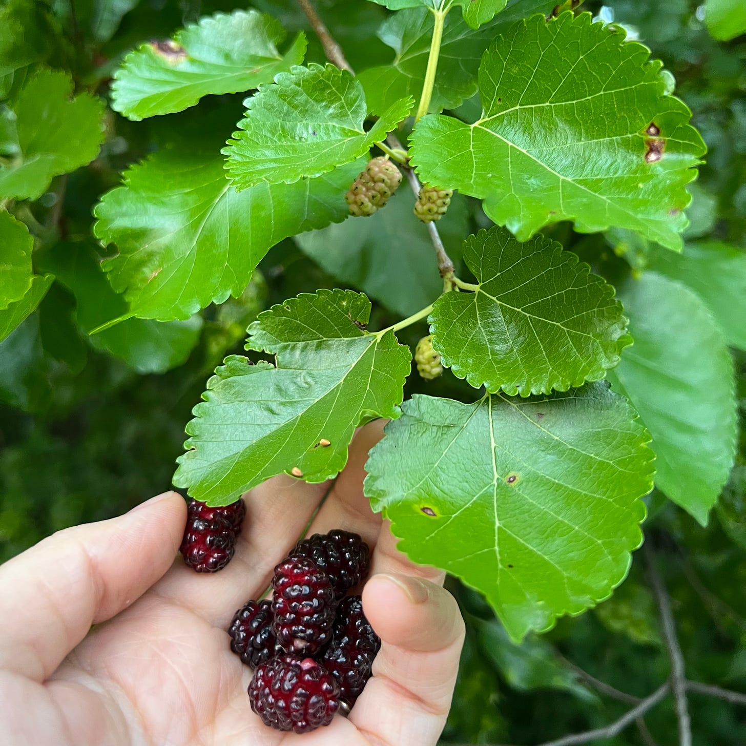 White Fruited American Beautyberry, French Mulberry, Wild Goose's Berry,  American Mulberry