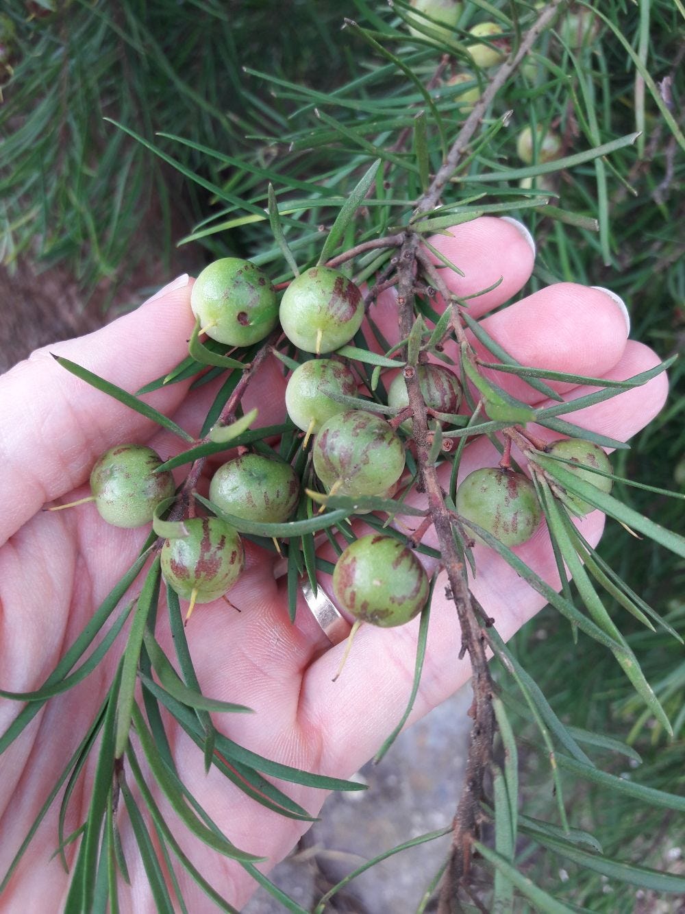 Persoonia pinifolia [Fruit - Mittagong, NSW, 2022] sml.jpg