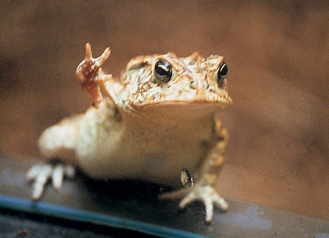 Toad | Funniest New Images-Pictures | Funny And Cute Animals