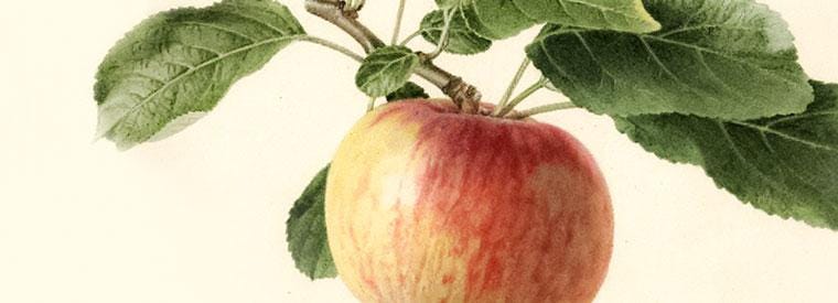 Fruit | Albemarle Ciderworks & Vintage Virginia Apples