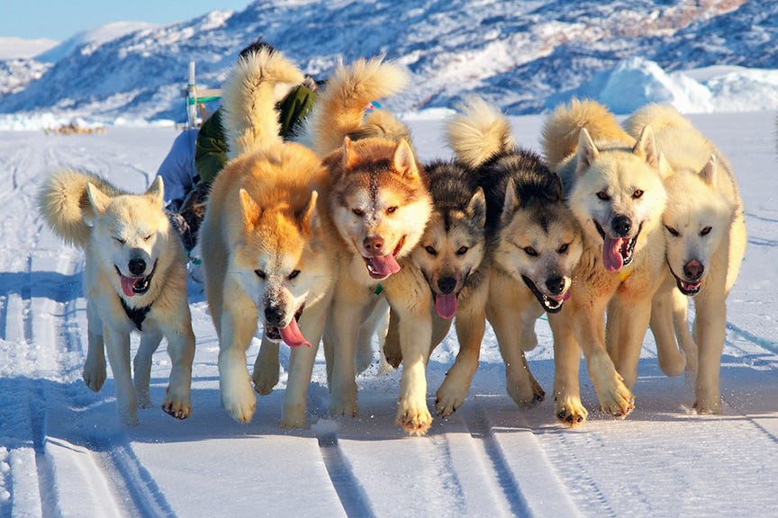 Great Explorers: Greenland Sled Dogs » Explorersweb