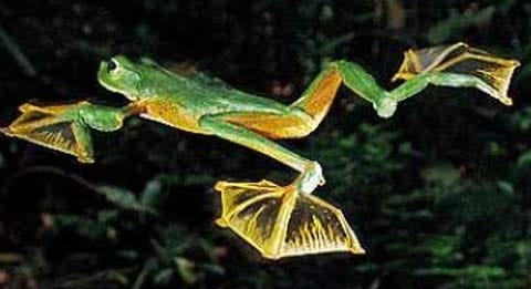 Flying Frogs - Gliding Through Dark Asian Rainforests - FactZoo.com