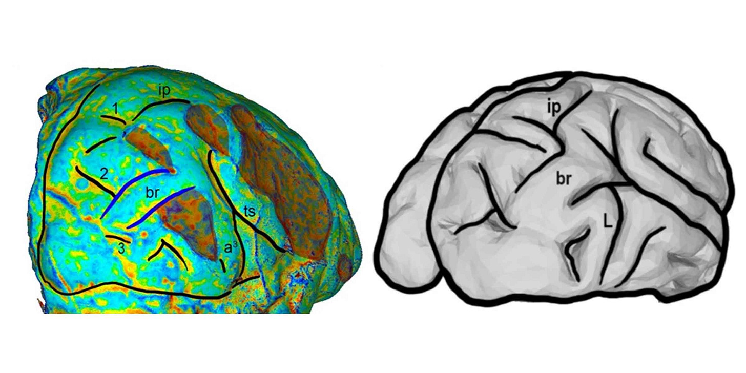 The Taung endocast at left and chimpanzee brain scan at right, showing location of gyral bridging The Taung endocast at left and chimpanzee brain scan at right, showing location of gyral bridging