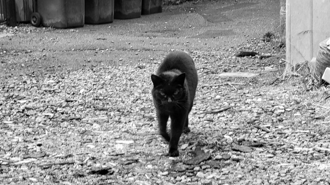 A fierce-looking black cat walking towards the camera on a gravel driveway