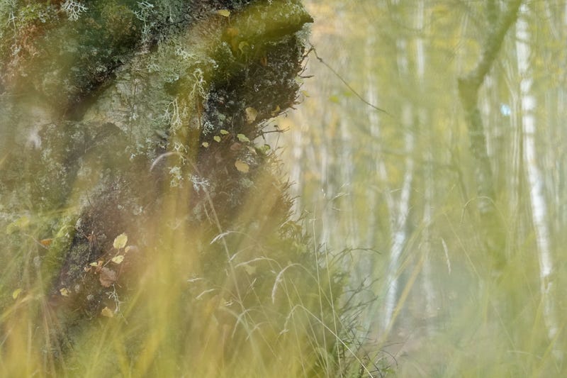 Low level view through grass of birch tree trunk set against yellowing birch woodland