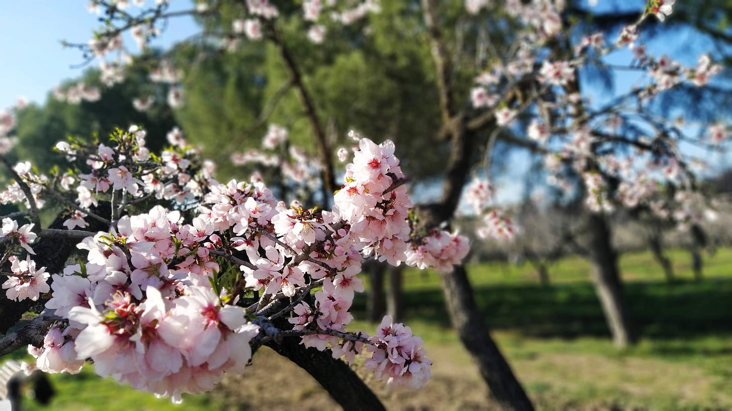 Close-up of blooming almond trees