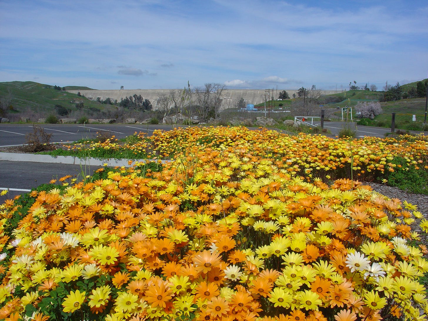 Clusters of yellow, orange, and white daisies in drab parking lot