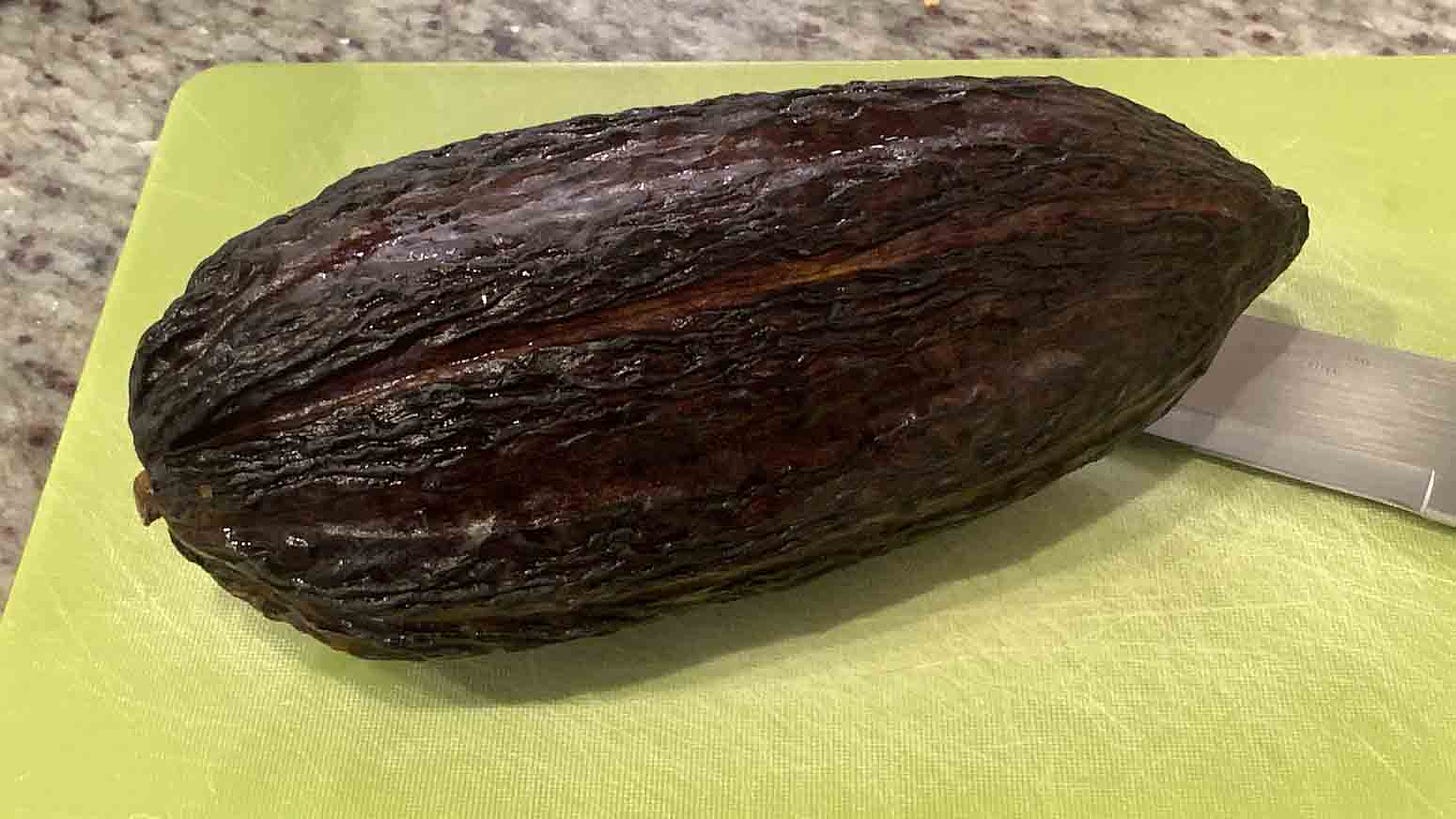 A cacao fruit on a cutting board