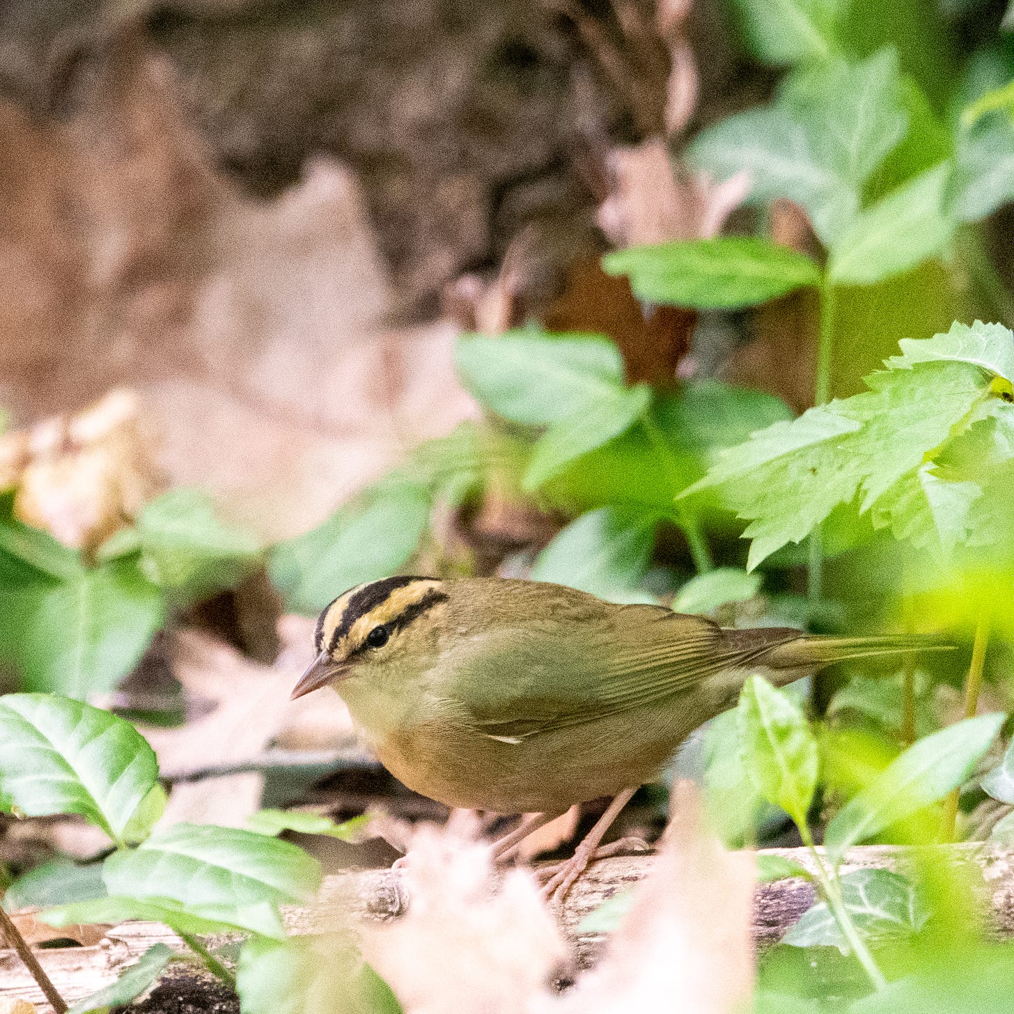 A worm-eating warbler standing on a fallen log