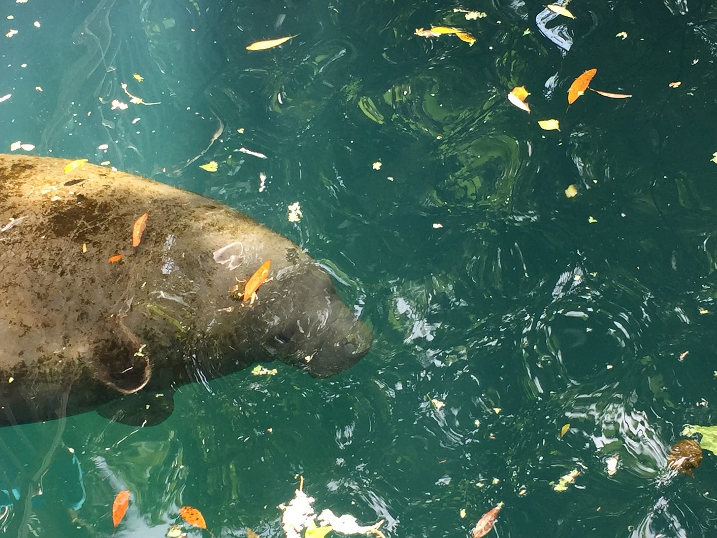 A manatee swimming just below the water's surface, which is littered with yellow leaves