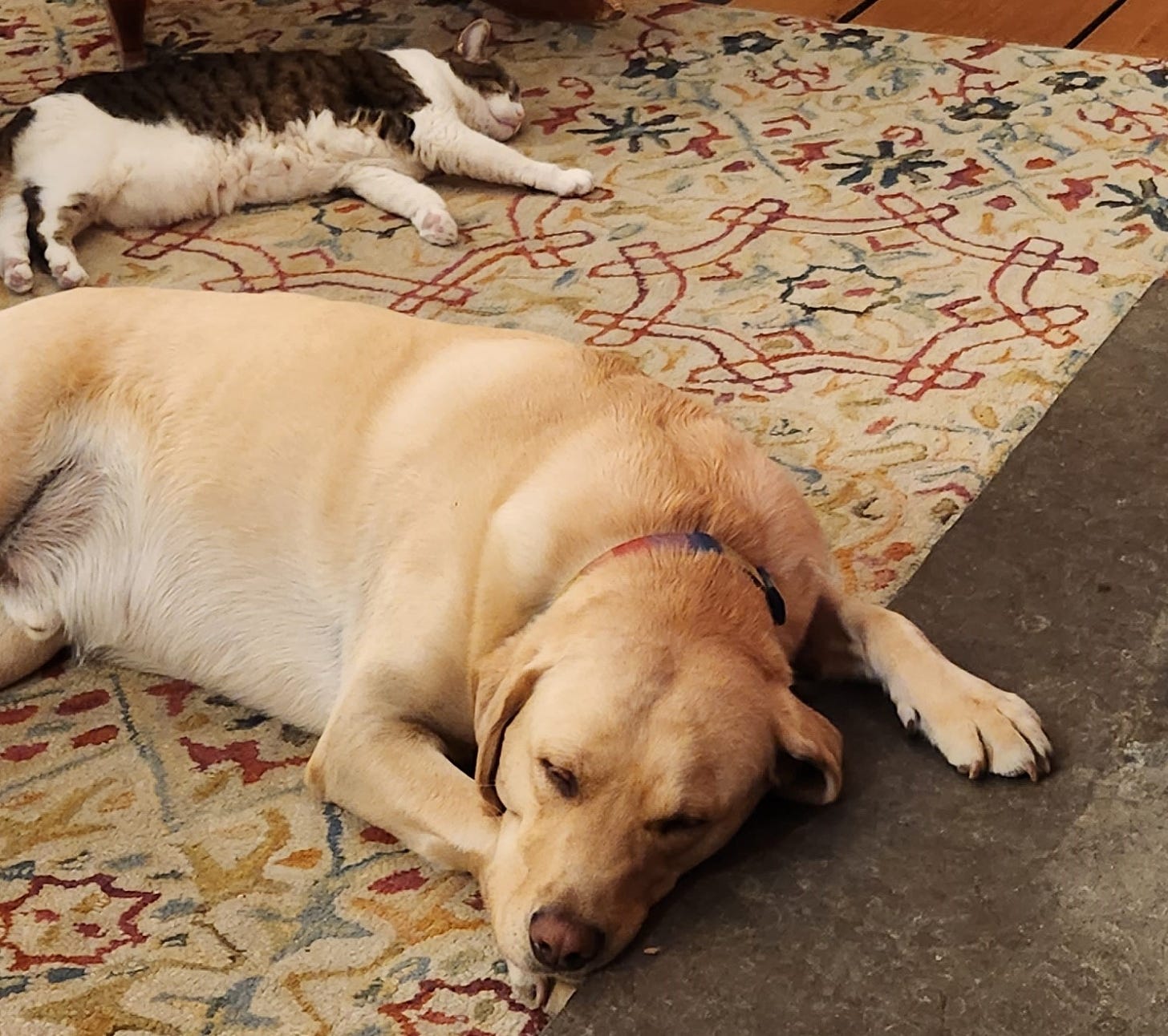 A cat and dog lay sleeping on a colorful rug