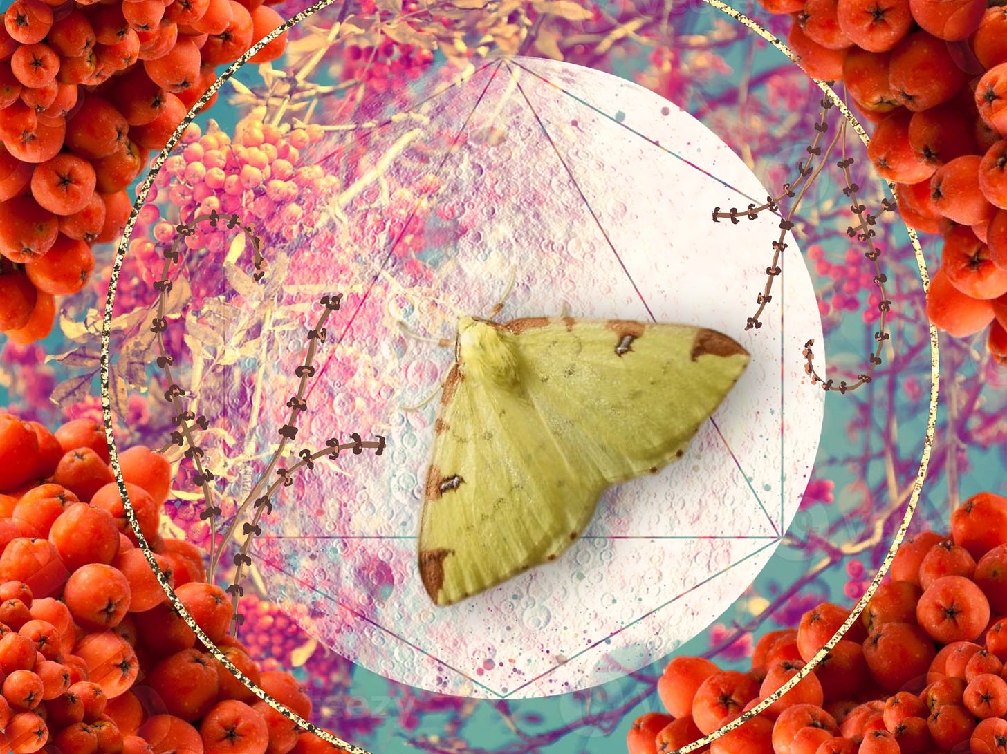 A colourful digital collage of red-orange rowan berries, a waxing quarter moon and a bright yellow Brimstone moth. A triangle and circle form graphic elements around the moon.