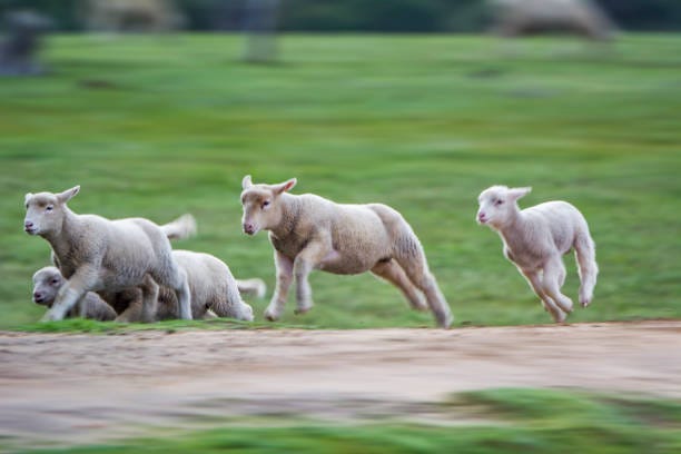 2,056 Sheep Running Stock Photos, Pictures & Royalty-Free Images - iStock