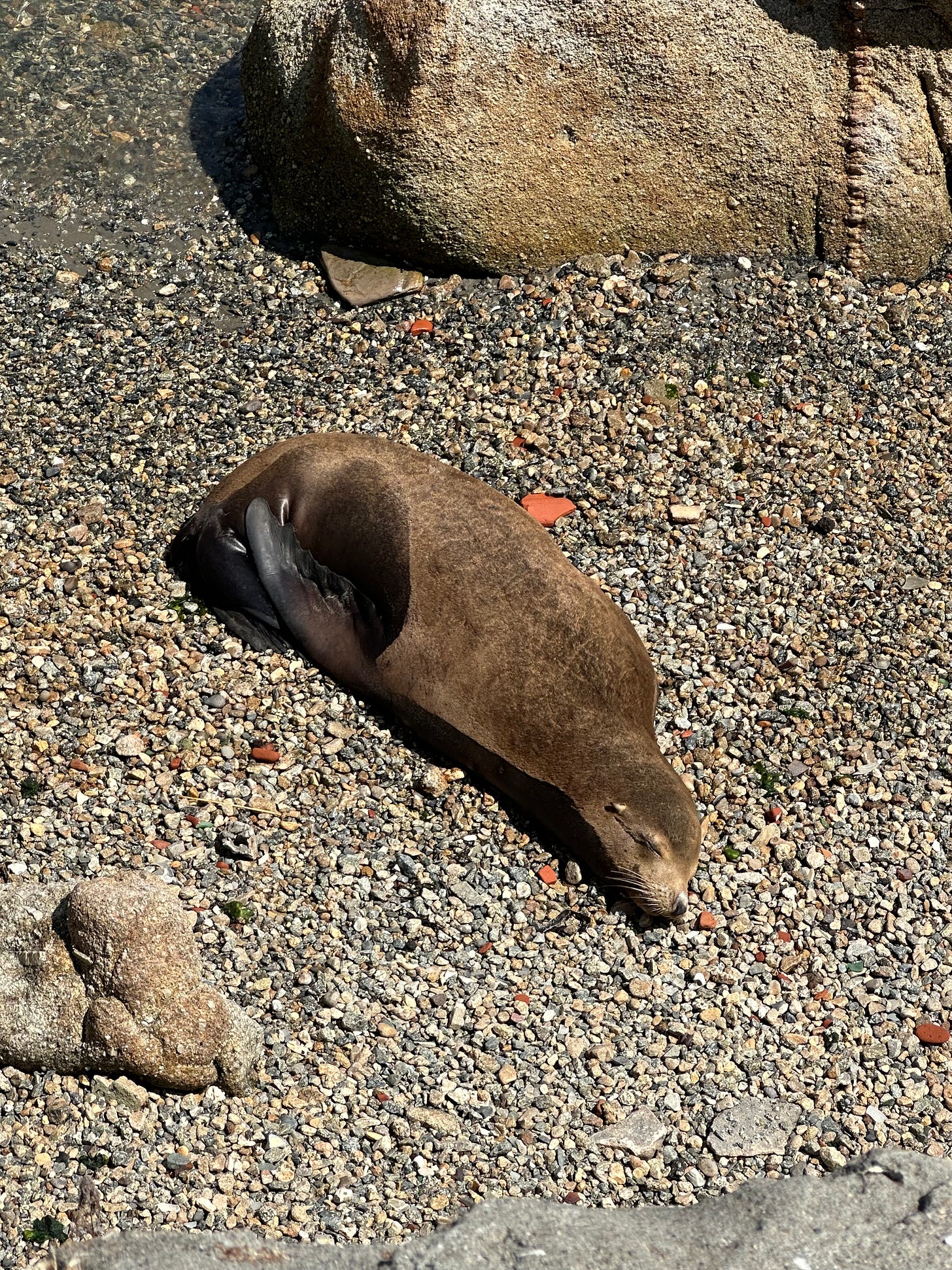 A sea lion sleeps on a pebbly beach.