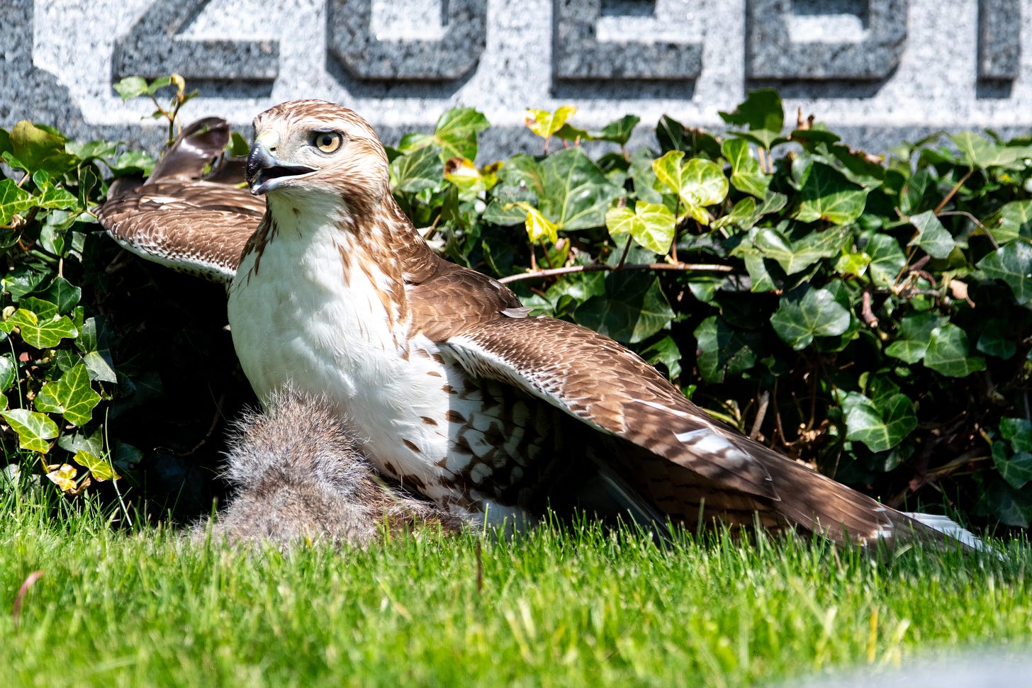 A hawk with brown wings and a white chest has pinned a squirrel to the ground, in front of a cemetery headstone, and is mantling over its catch