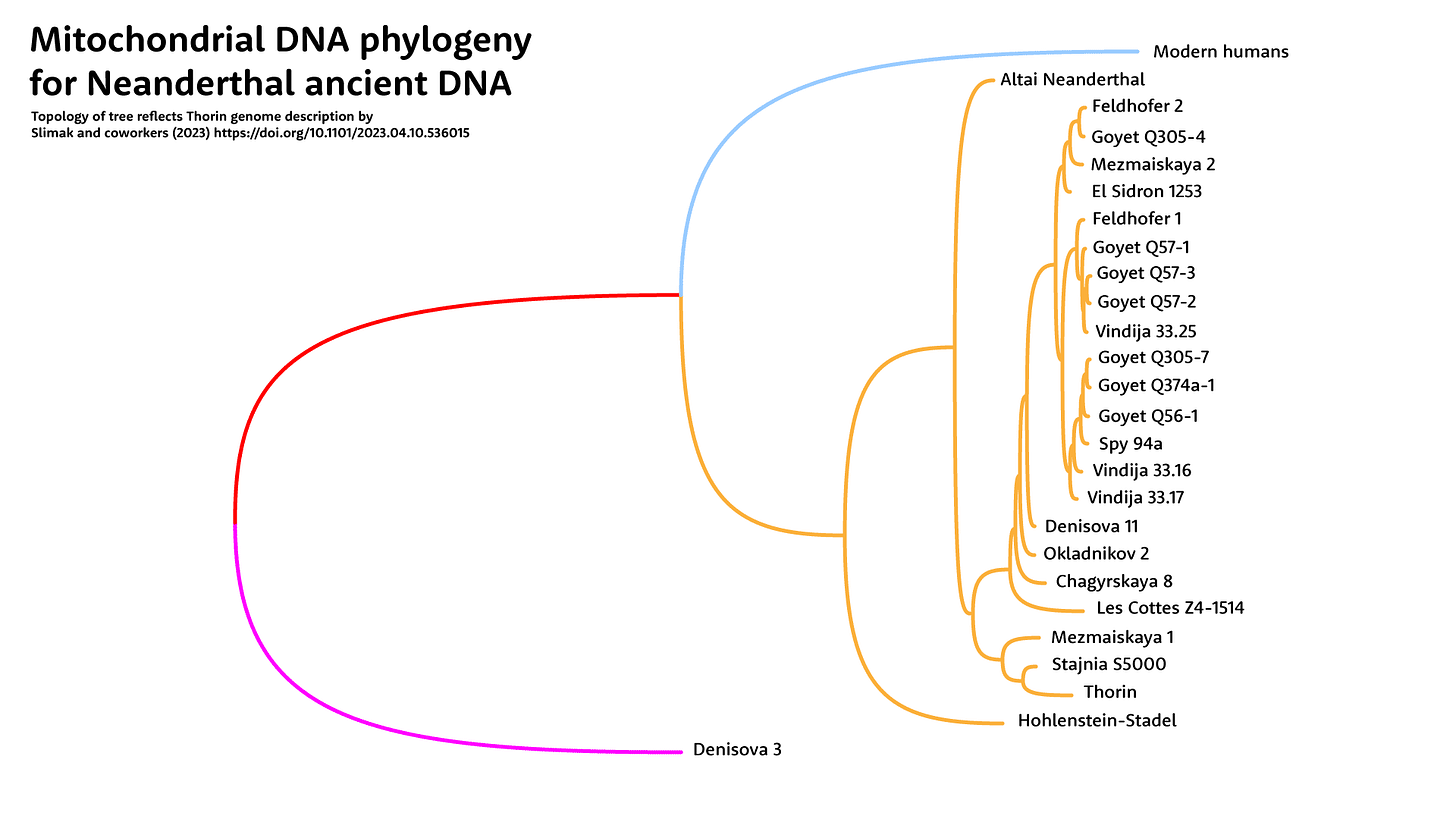Tree with 24 Neanderthal mtDNA branches indicated in orange, with modern humans as a single branch, and Denisova 3 as outgroup to those branches Tree with 24 Neanderthal mtDNA branches indicated in orange, with modern humans as a single branch, and Denisova 3 as outgroup to those branches