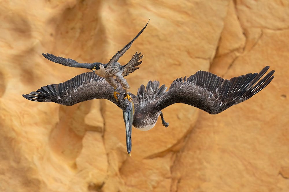 un halcón intenta atrapar un pelícano en pleno vuelo, esta imagen ha sido premiada en los Bird Photographer of the Year 2023