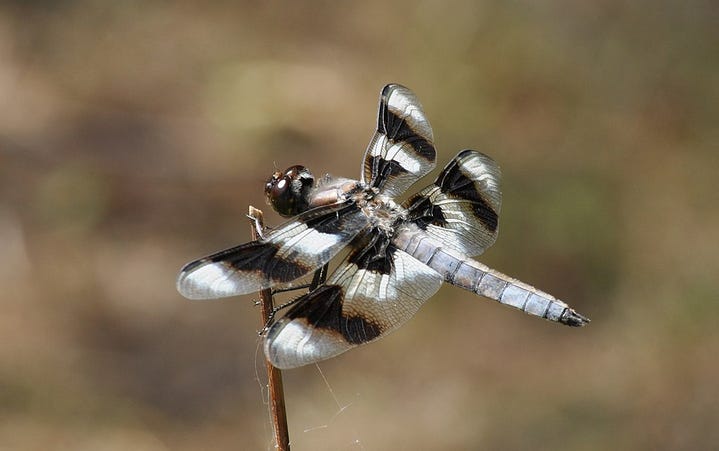 Close-up of dragonfly perched on the tip of a twig