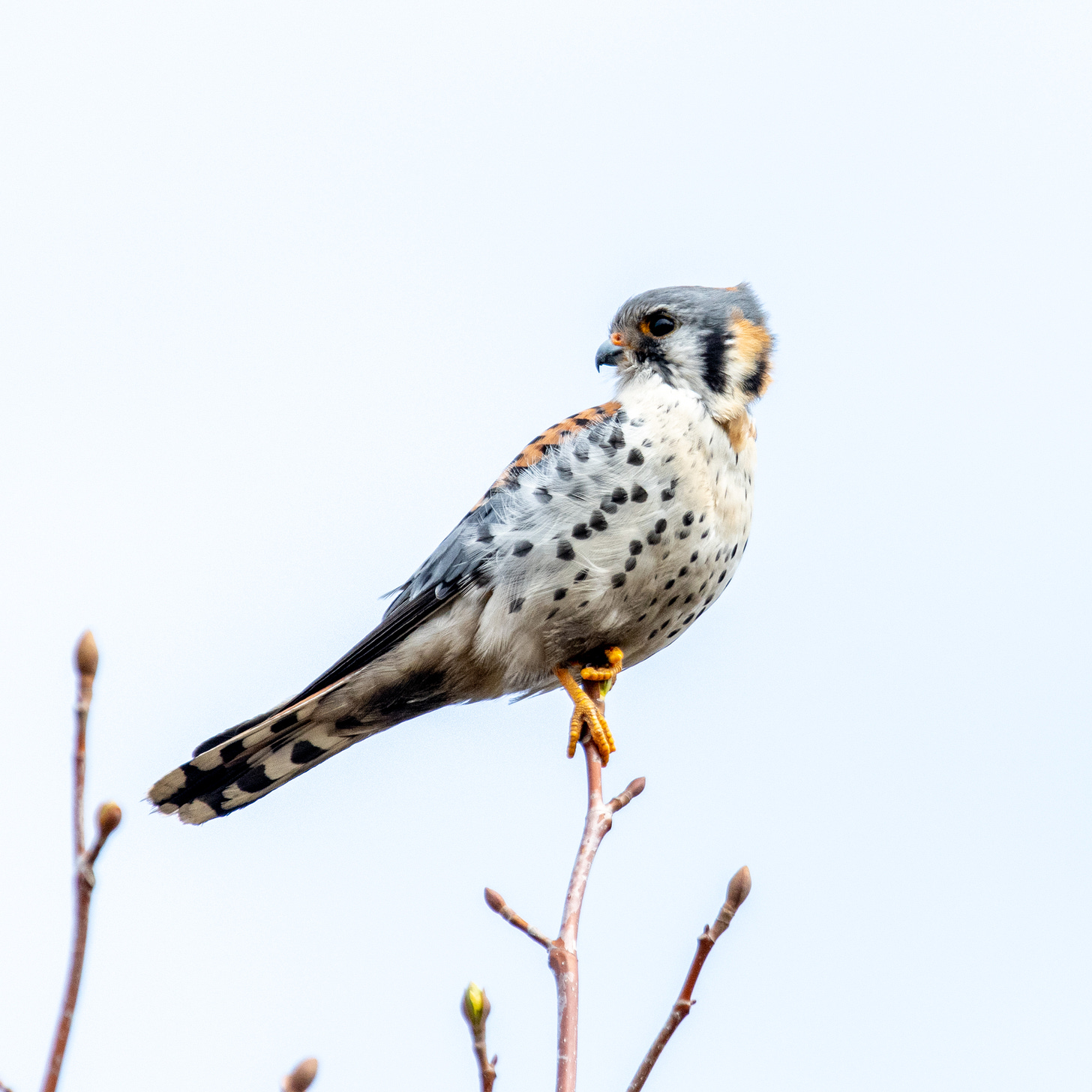 An American kestrel in profile, looking back over its tail