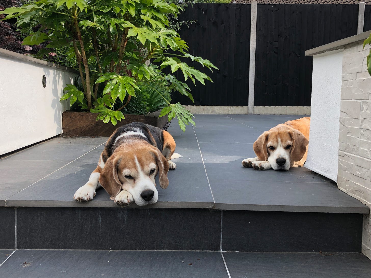 Two beagle dogs lying on a dark grey tiled patio.