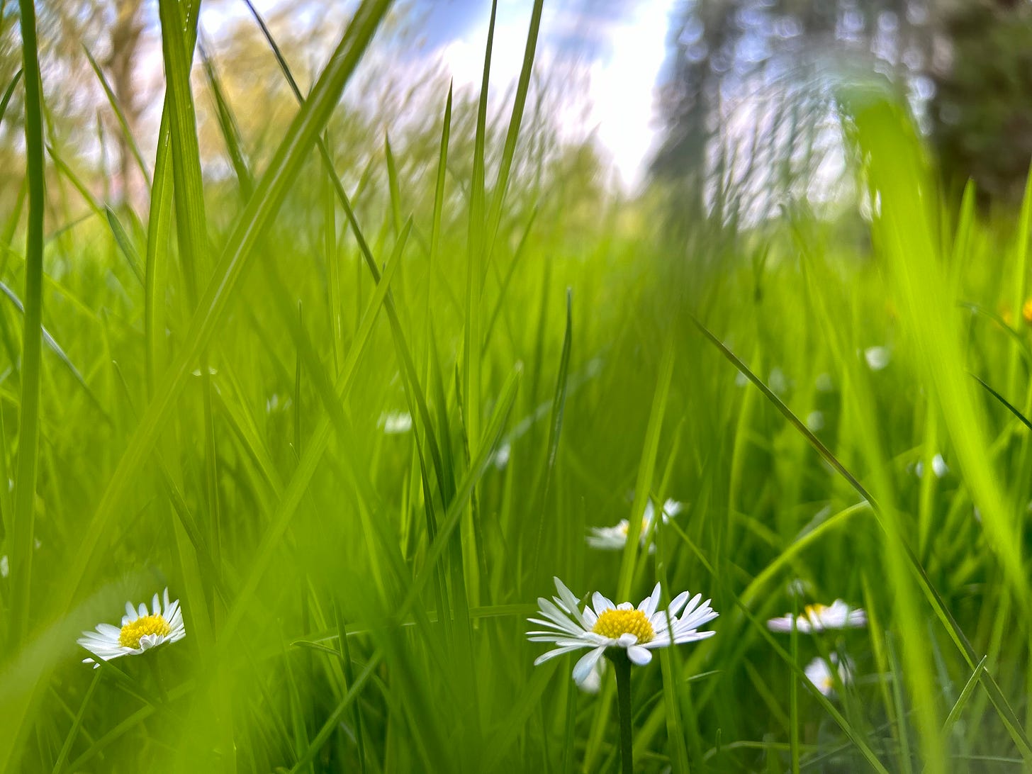 White lawn daisies beneath long blades of grasp and just a touch of sky in the background.