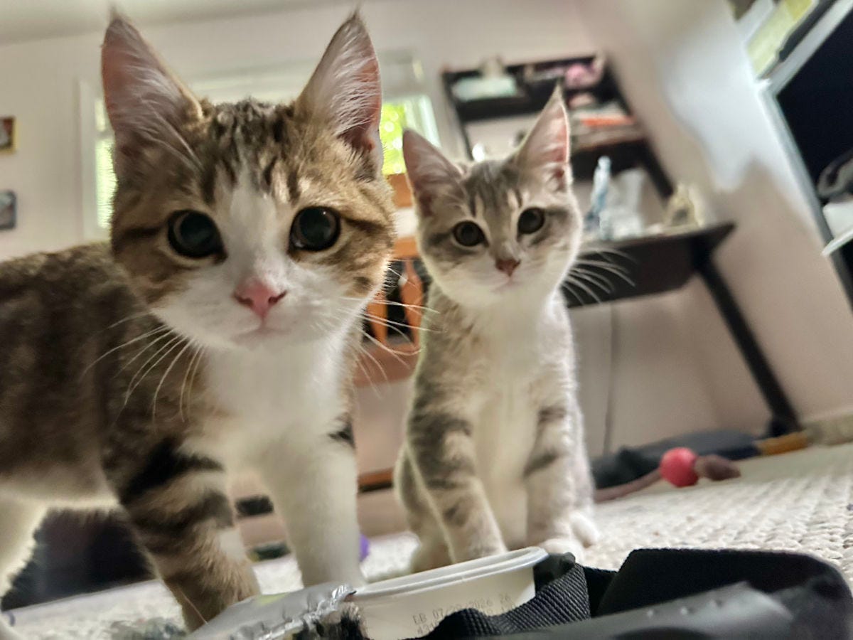 two kittens tabby and white color looking directly at the camera