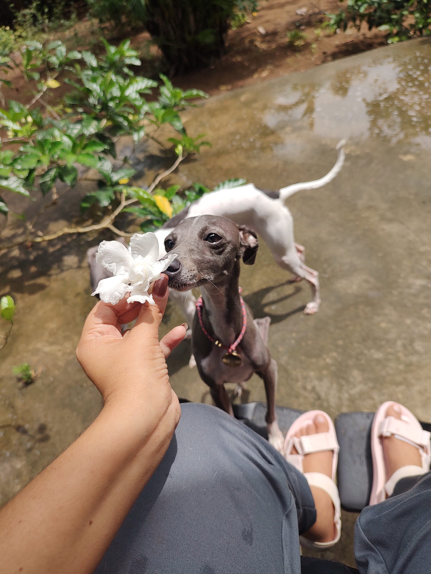 foto de cachorrinha cinza galgo italiano com coleira rosa cheirando uma flor branca que estou segurando. ao fundo, quintal e chicó, galgo italiano branco aparece parcialmente