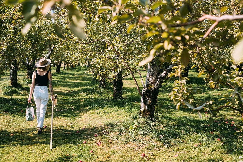 A person strolls down a row of apple trees carrying a bag of apples in one hand and a pole apple picker in the other.