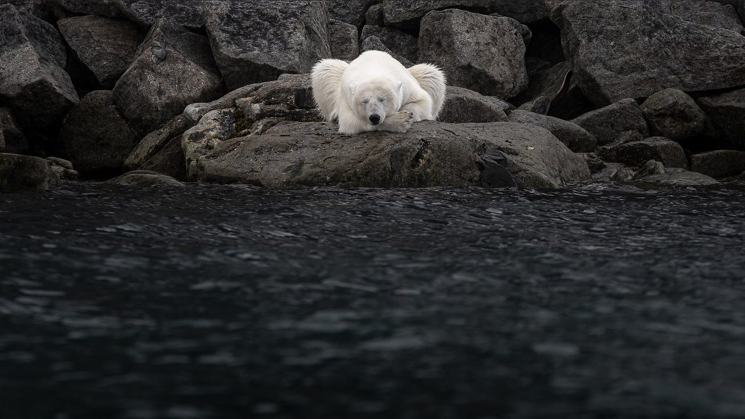 un oso polar descansa en las islas Svalbard