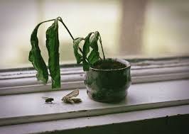 Wilted plants: how to revive a dehydrated indoor plant