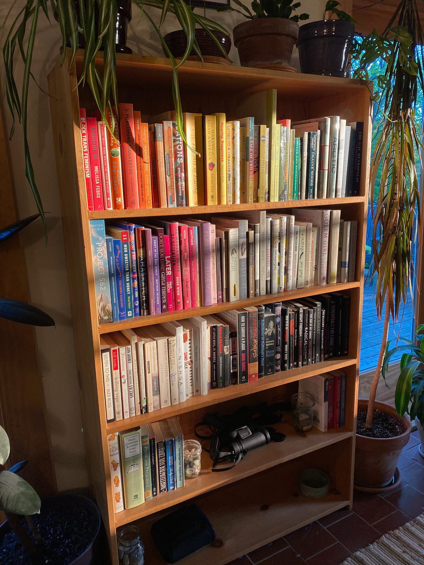 Deep golden evening light falls across a tall bookshelf arranged like a rainbow. Plants decorate the top of the shelf.