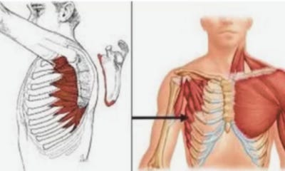 serratus anterior anatomy 