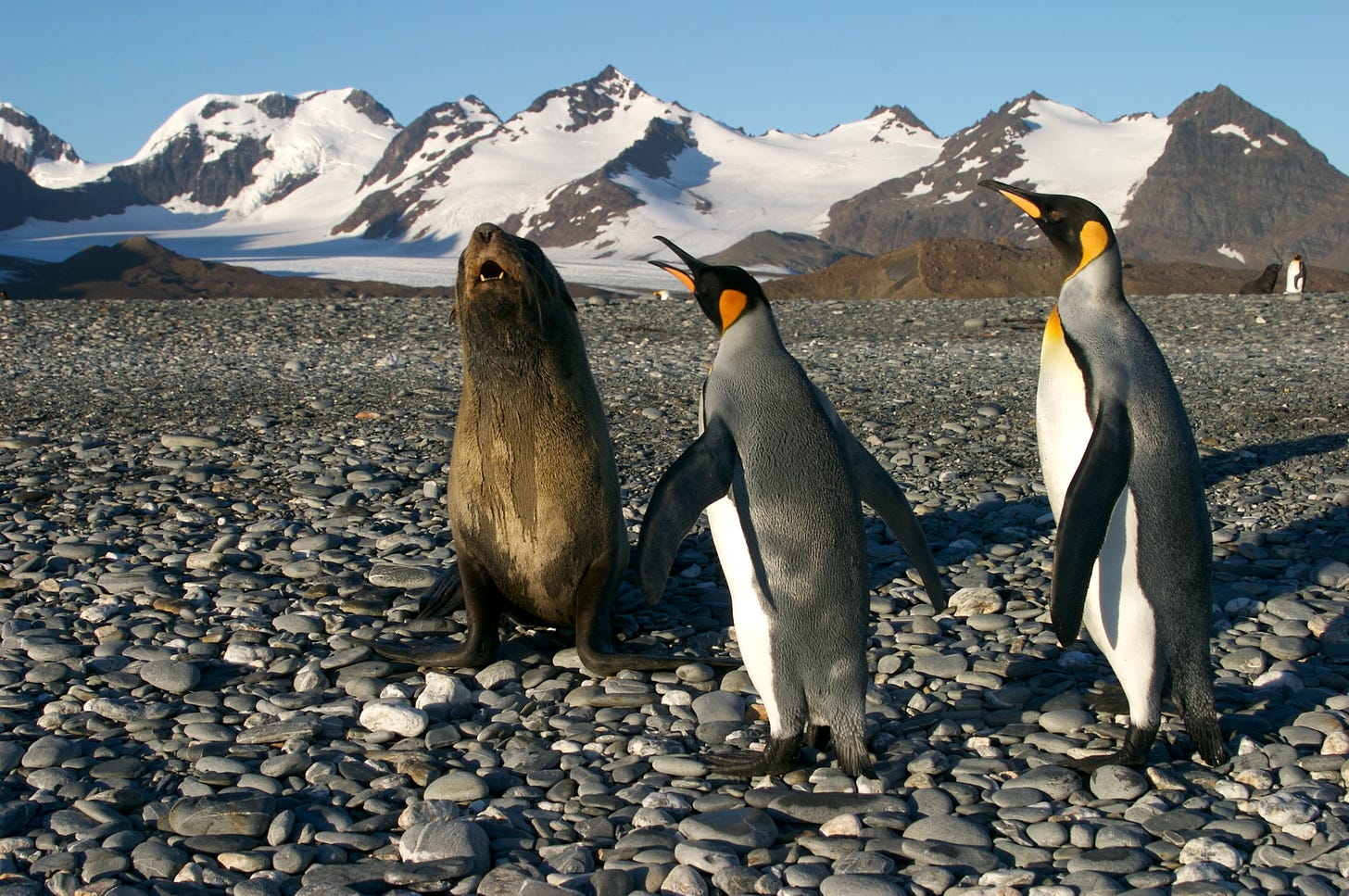 Weddell seal and two emperor penguins face each other and yell at each other