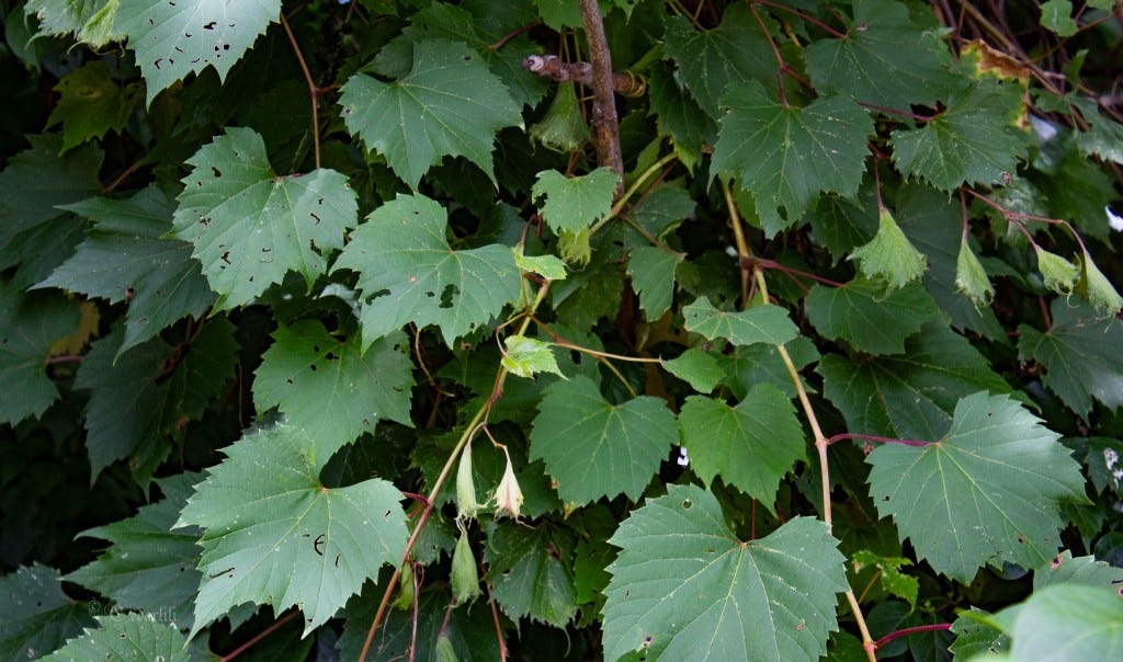 Grape Leaves