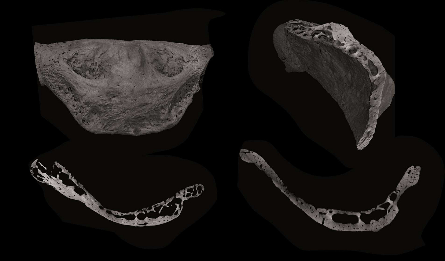 Four panels with different exterior and cross-section views of the Kebara 2 hyoid bone