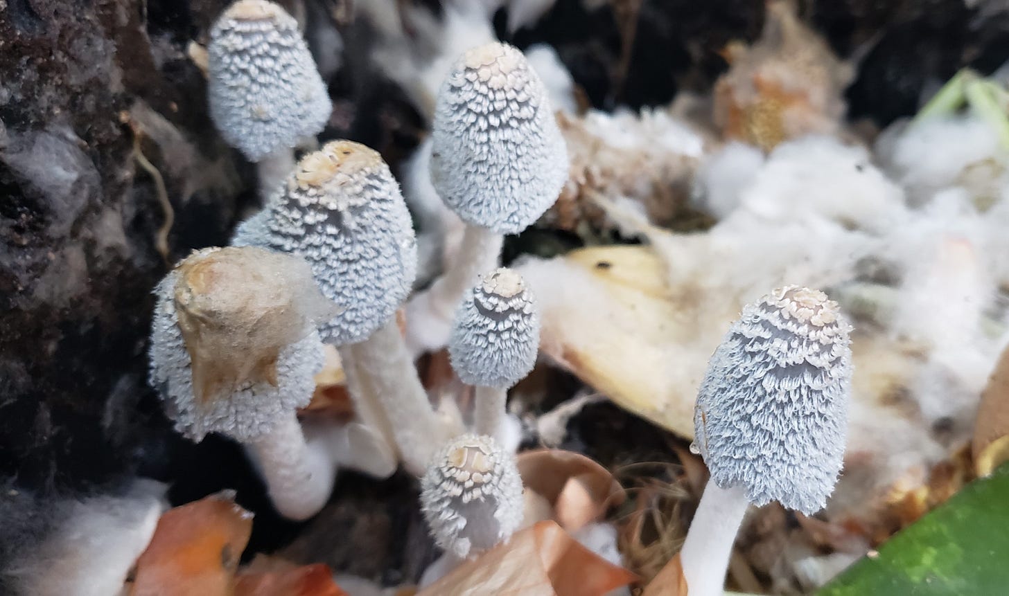 Fancy, fuzzy, white mushrooms grow on top of a pile of compost